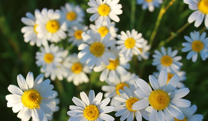 Kamistad mit Kamille